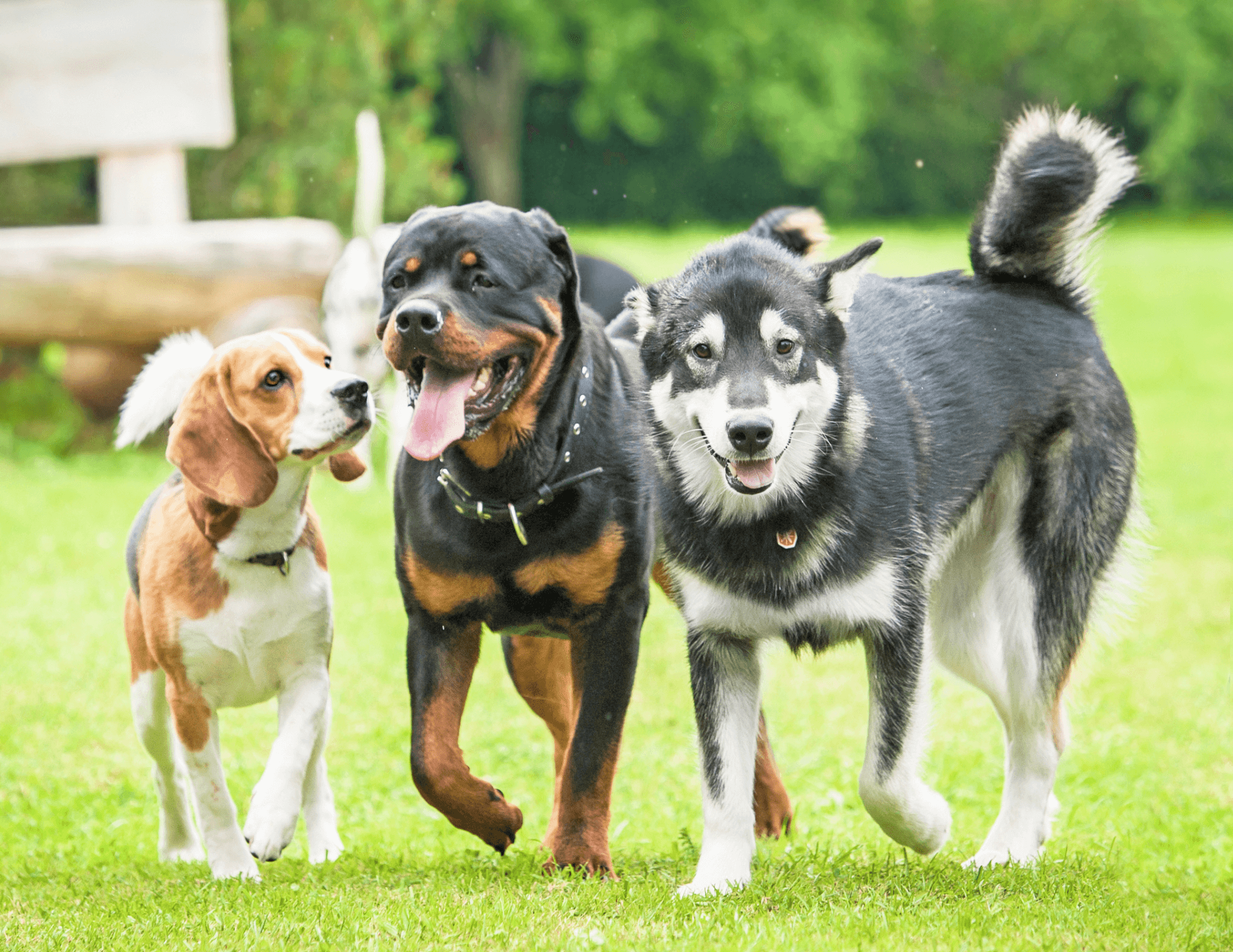 Group of dogs playing